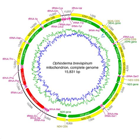 www.sixline.com 2021|Complete mitochondrial genome of the six.